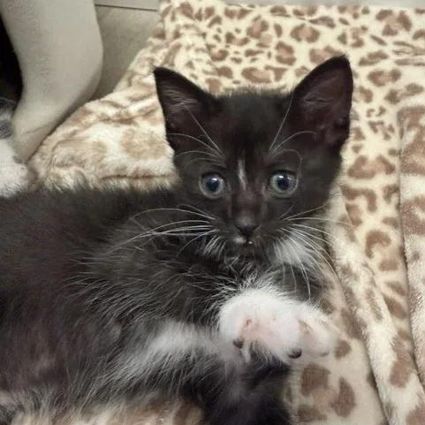 Onyx