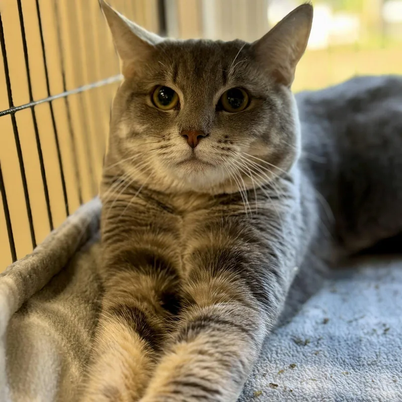 A young medium-sized male Domestic Short Hair cat named Jasper for adoption in Winchendon, MA