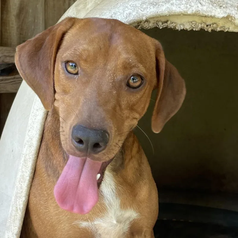 An adult medium-sized male Brown / Chocolate Hound dog named Chuck for adoption in Wiggins, MS