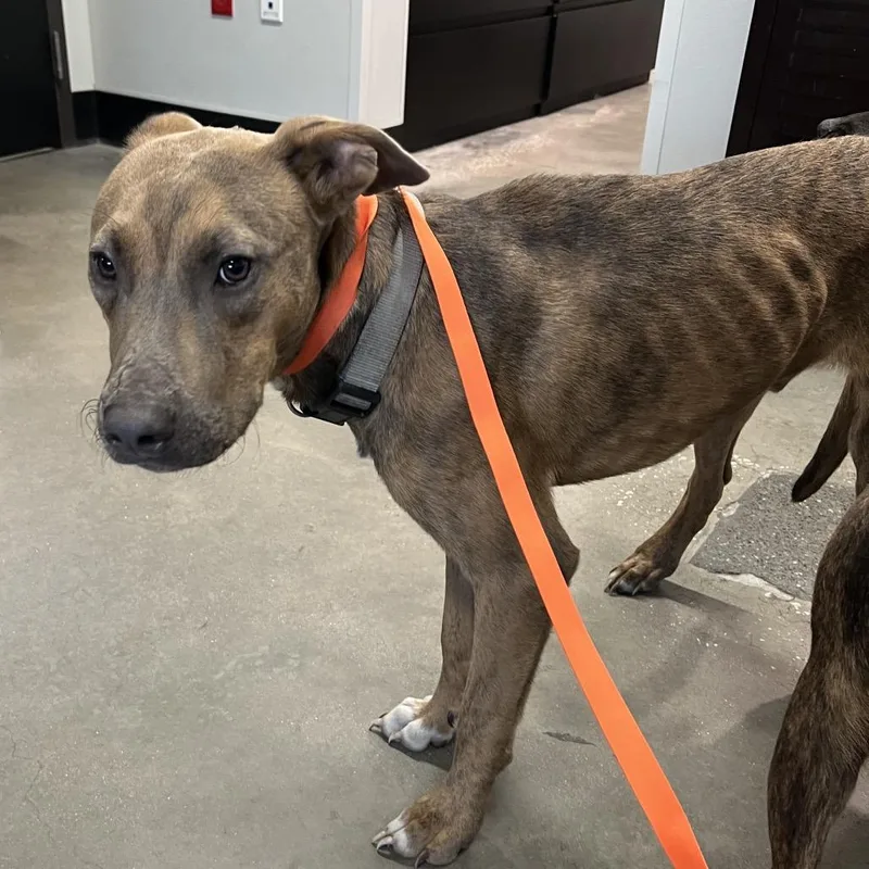 A young medium-sized male Terrier dog named Shark for adoption in Tampa, FL