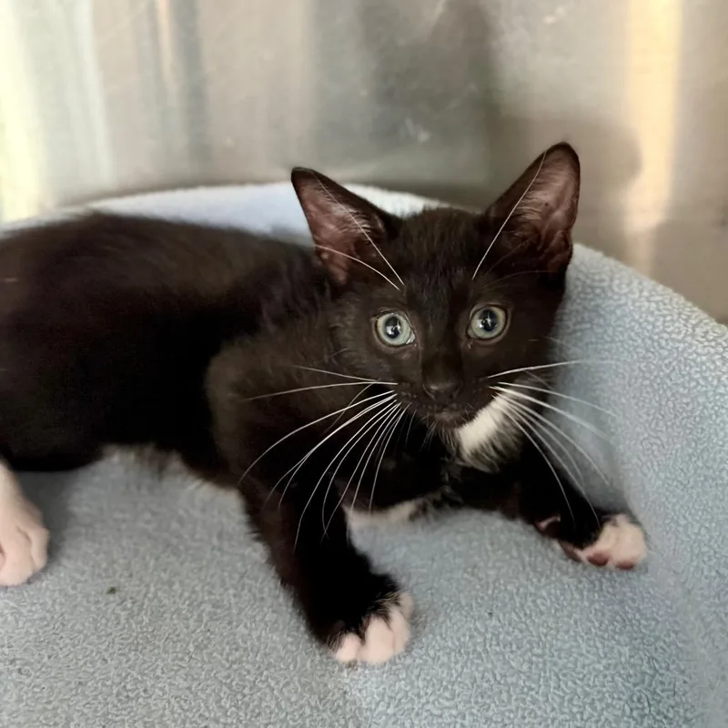 A baby small-sized male Black Domestic Short Hair cat named Stormy for adoption in Bradenton, FL