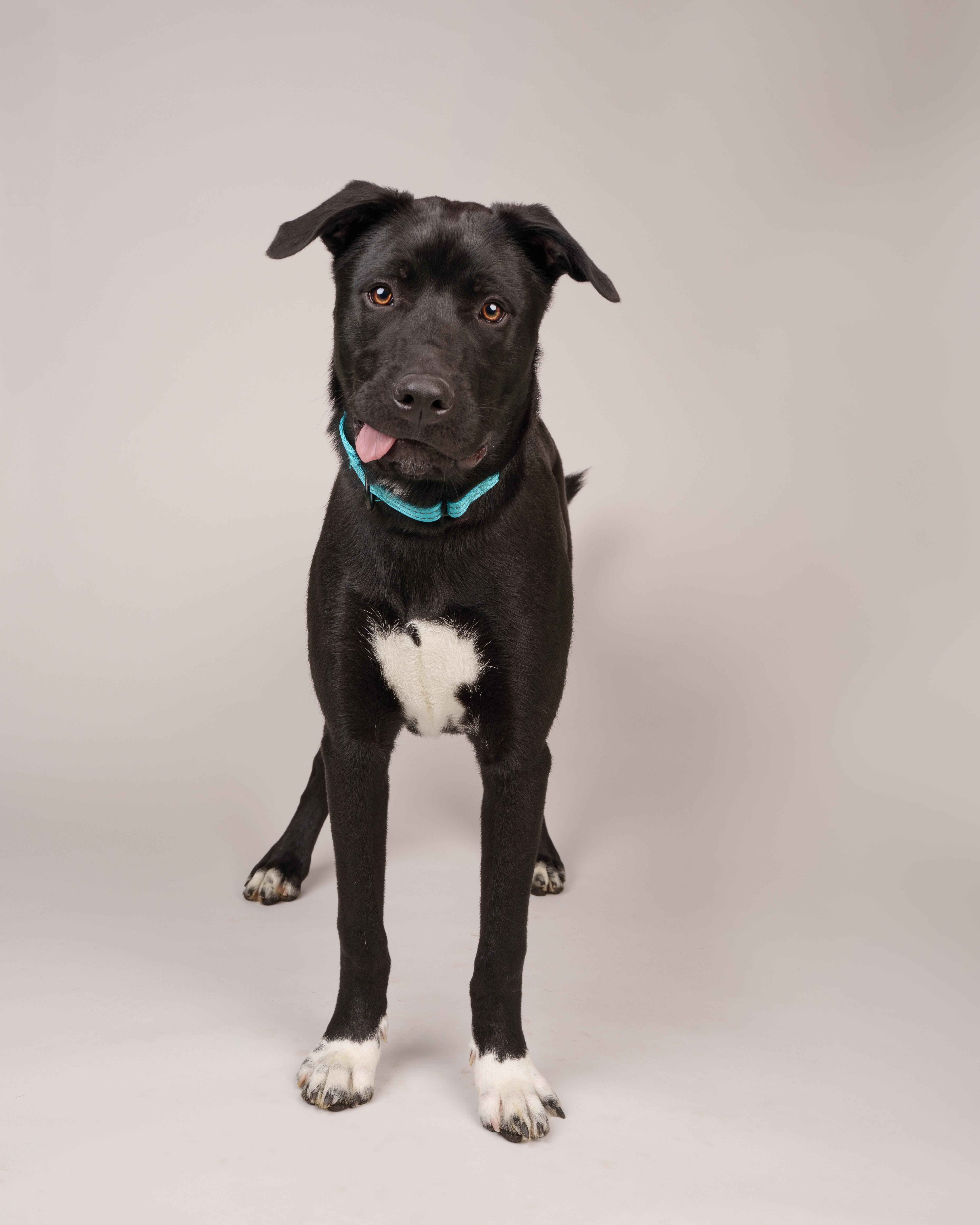 A young medium-sized male Black Labrador Retriever dog named Zeus for adoption in Southold, NY