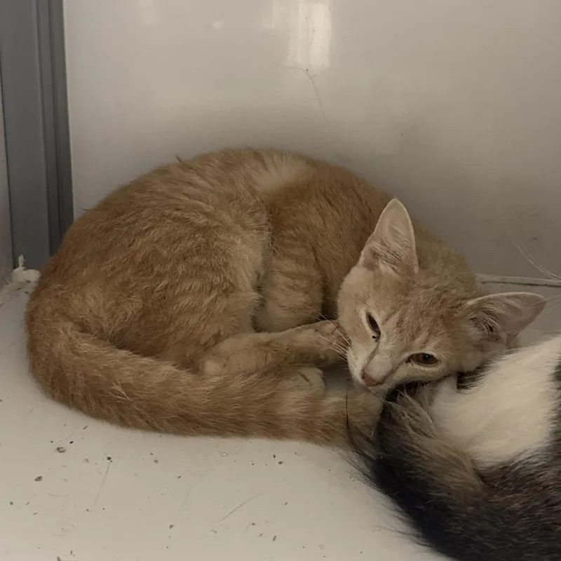 A young small-sized female Buff / Tan / Fawn Domestic Short Hair cat named Crumble for adoption in Shelbyville, IL