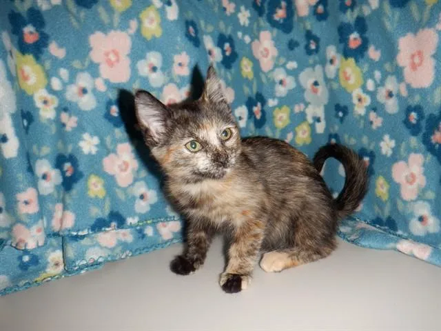 A baby small-sized female Domestic Short Hair cat named Sandy for adoption in San Jose, CA