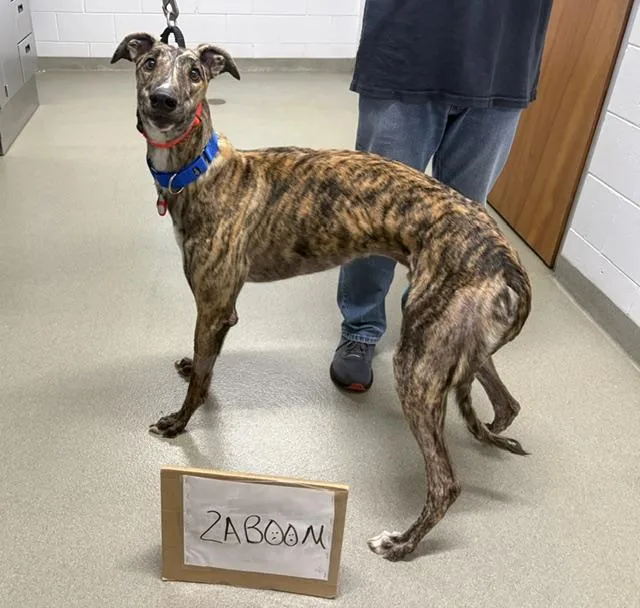 An adult large-sized male Greyhound dog named Zaboomafoo for adoption in Tarpon Springs, FL