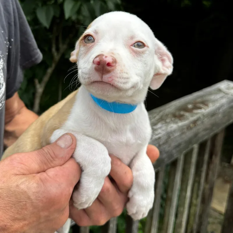 A baby medium-sized male White / Cream Chihuahua dog named NY Max avail July for adoption in Stormville, NY