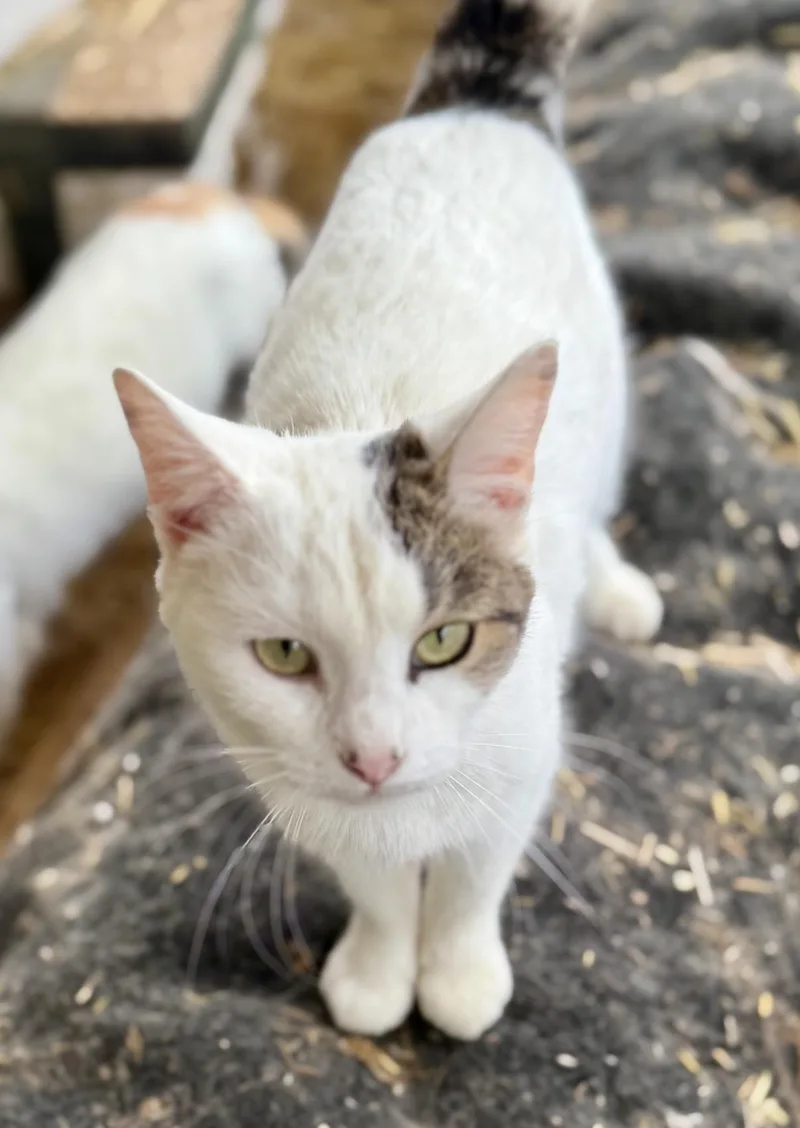 Marshmallow thumbnail 2