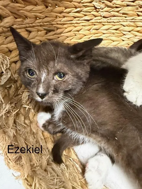 A baby medium-sized male Black & White / Tuxedo Domestic Short Hair cat named Ezekiel for adoption in Bryan, OH