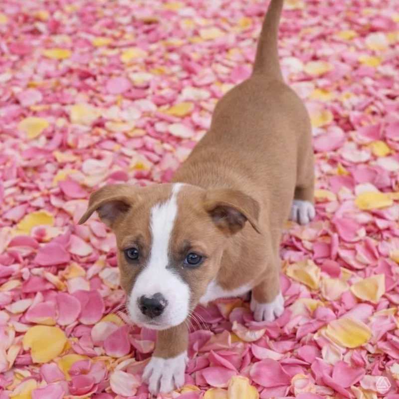 A baby medium-sized female Yellow / Tan / Blond / Fawn German Shepherd Dog dog named Daisy for adoption in Aguanga, CA