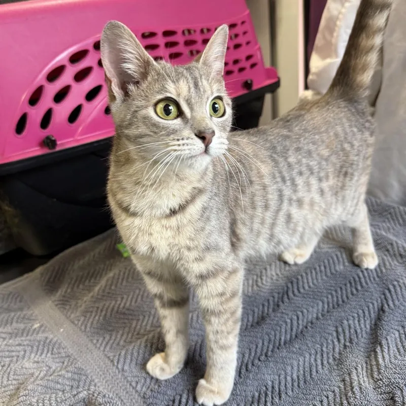A baby medium-sized female Torbie Domestic Short Hair cat named Ava for adoption in Los Angeles, CA