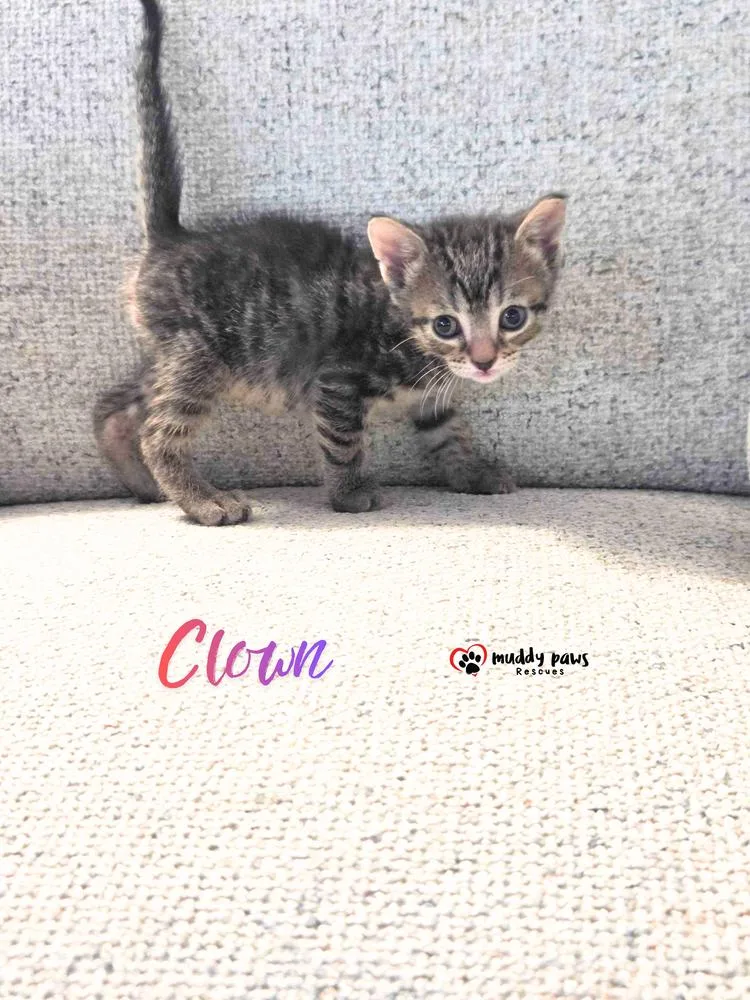 A baby small-sized male Domestic Short Hair cat named Seablings: Clown for adoption in Council Bluffs, IA
