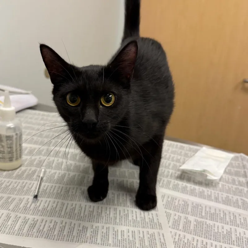An adult medium-sized female Black Domestic Short Hair cat named Dandelion for adoption in Jacksonville, FL