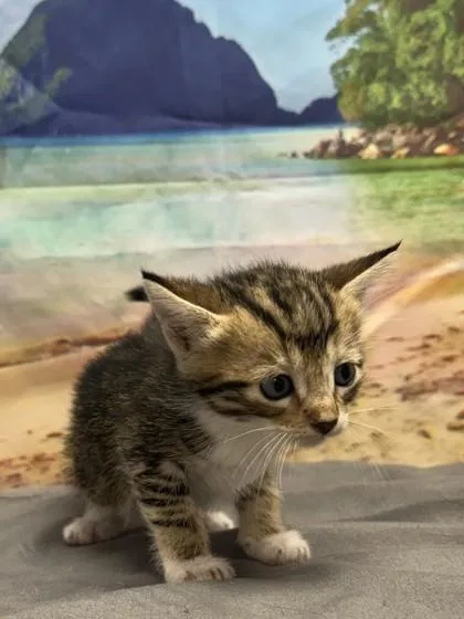 A baby small-sized female Domestic Short Hair cat named Memphis for adoption in San Antonio, TX