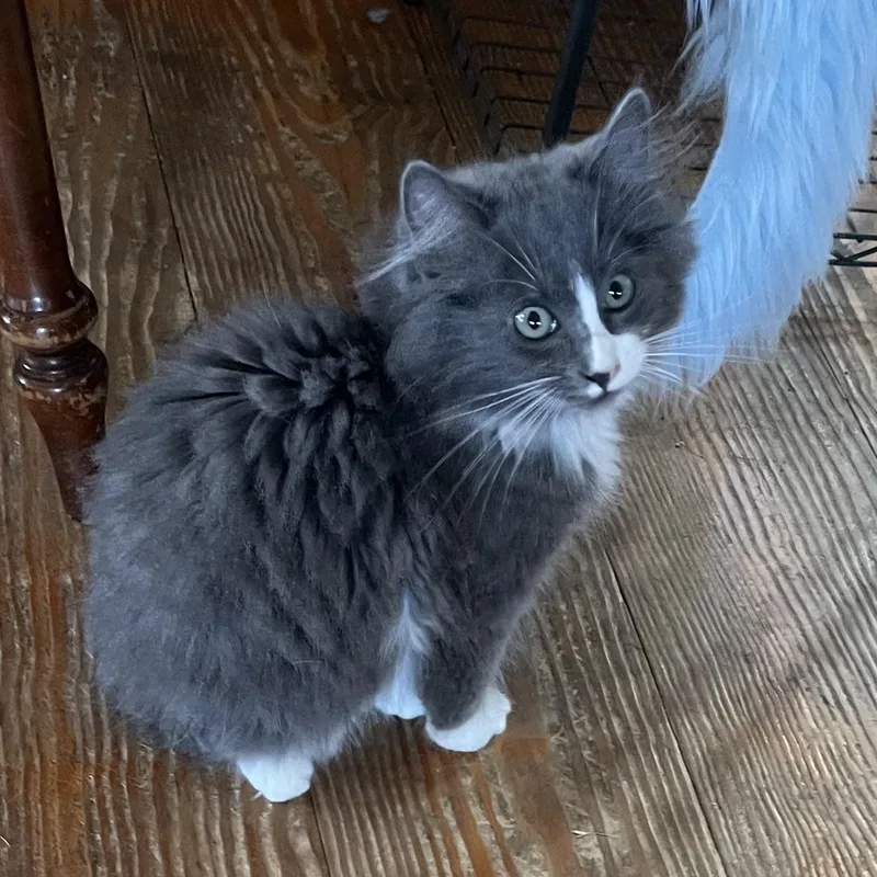 Roxanne "Roxie"