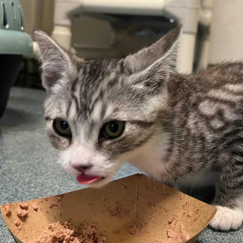 A baby small-sized male Brown / Chocolate Domestic Short Hair cat named Damon for adoption in Naples, FL
