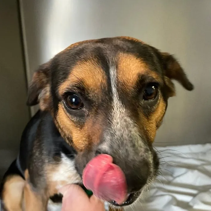 A young medium-sized female Tricolor (Brown, Black, & White) Beagle dog named Nanette for adoption in Spencer, IN