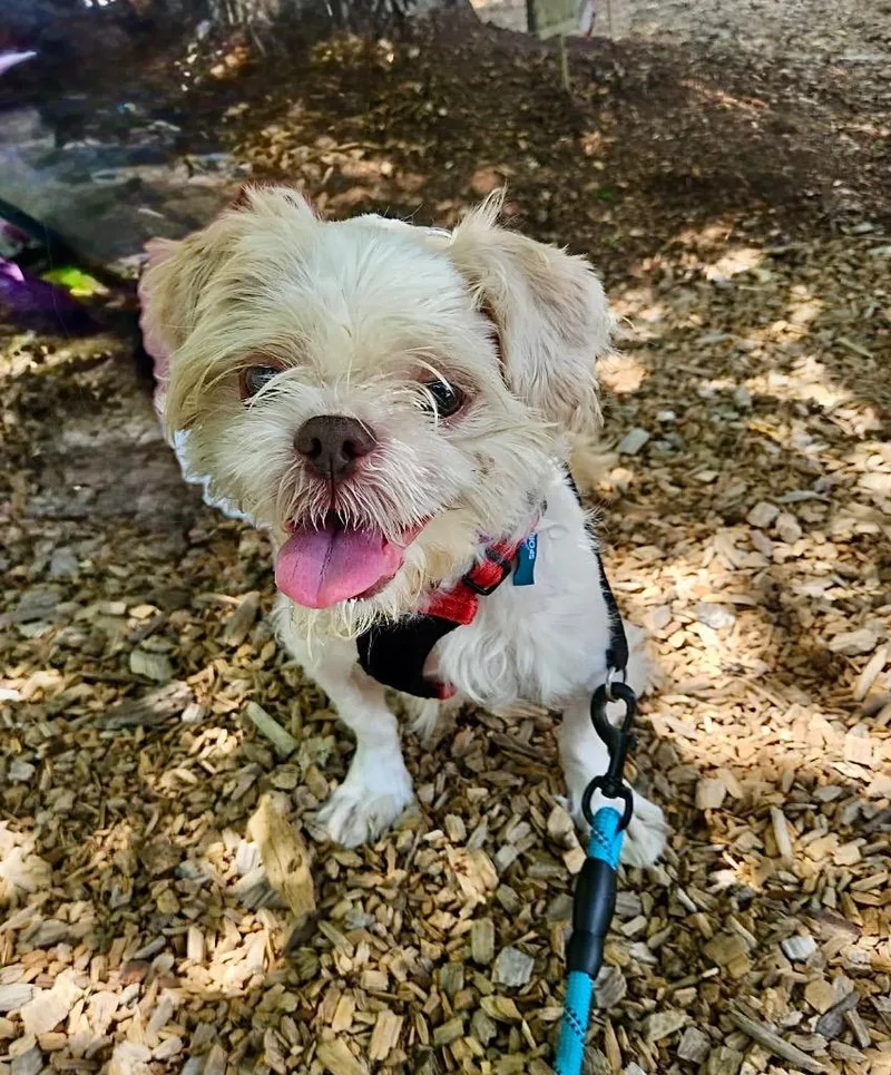 A senior small-sized male Shih Tzu dog named Pickles for adoption in Princeton, MA