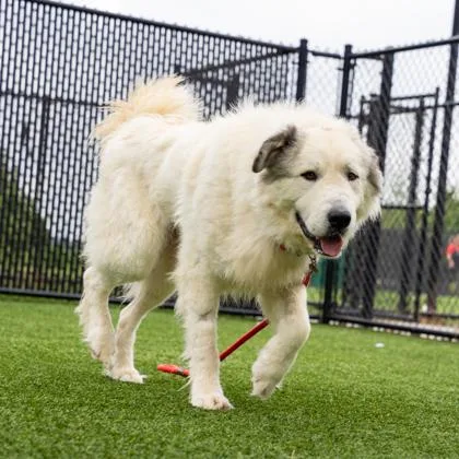 An adult large-sized male White / Cream Great Pyrenees dog named Grizz for adoption in Atlanta, GA