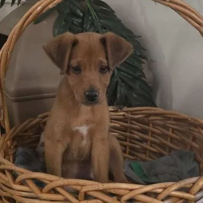 A baby small-sized male Retriever dog named Swiss for adoption in Voorhees, NJ