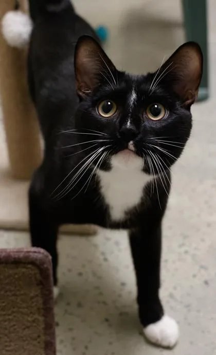 A young small-sized male Domestic Short Hair cat named Smith for adoption in Verona, WI