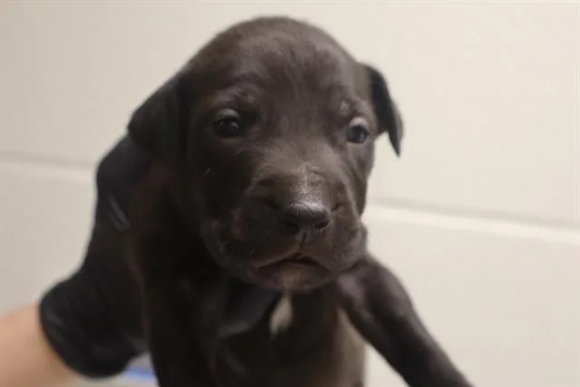 A baby small-sized male Mixed Breed dog named Saturn for adoption in Columbia, SC