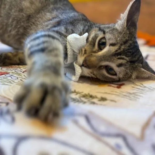 A young medium-sized female Tabby (Brown / Chocolate) Tabby cat named Velvet Wonka for adoption in Friendswood, TX