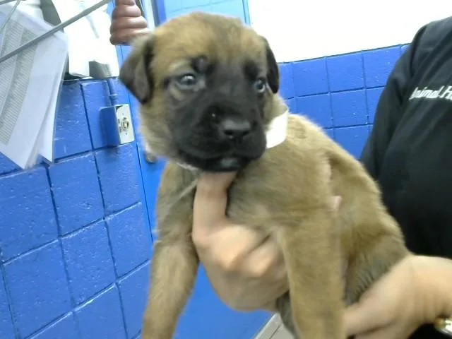 A baby small-sized male German Shepherd Dog dog named Goose for adoption in Albuquerque, NM