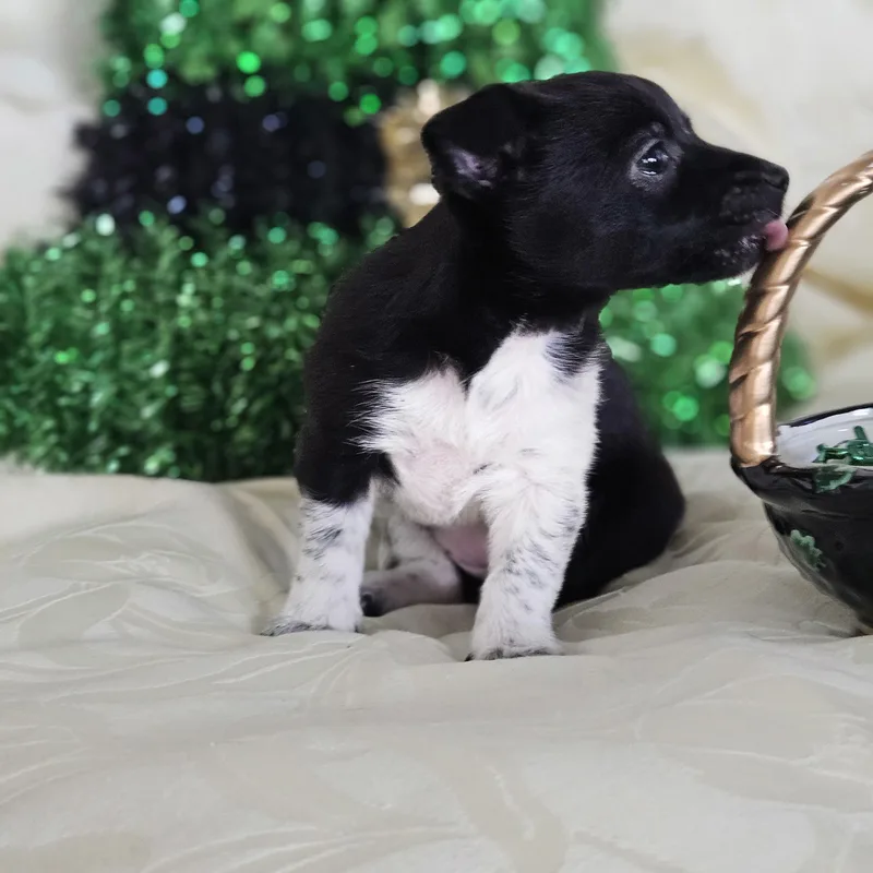 Honeybee Litter Rosa  thumbnail 2