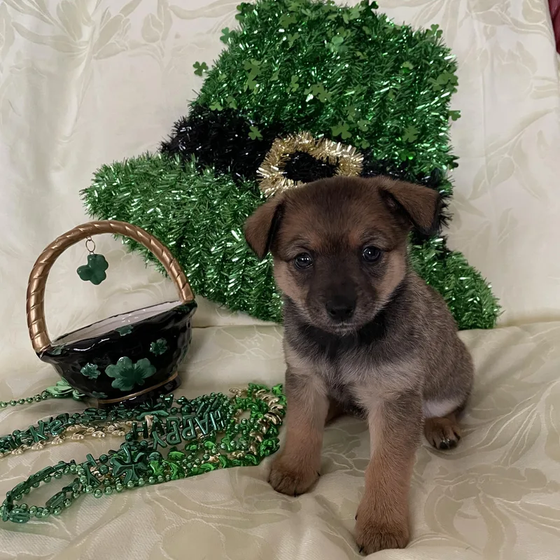 Honeybee Litter Rosa  thumbnail 3