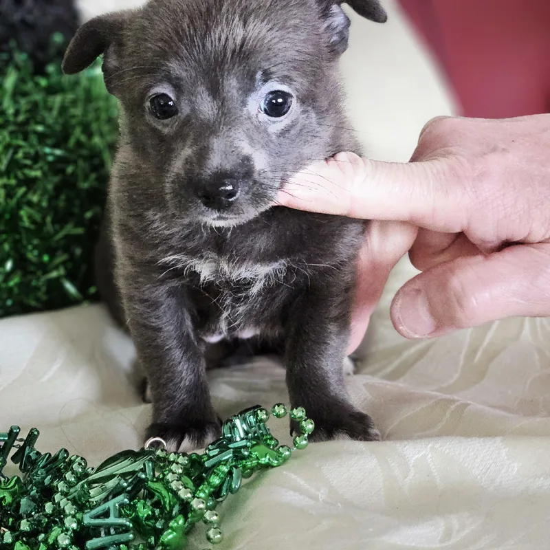 Honeybee Litter Rosa 