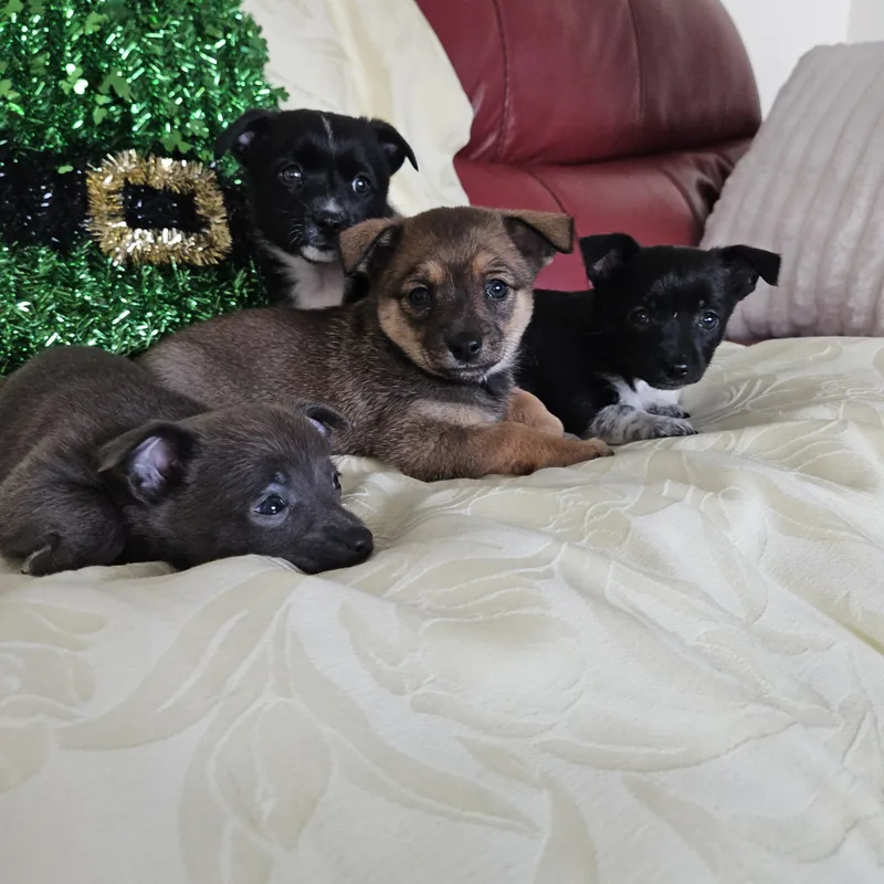 Honeybee Litter Rosa  thumbnail 4