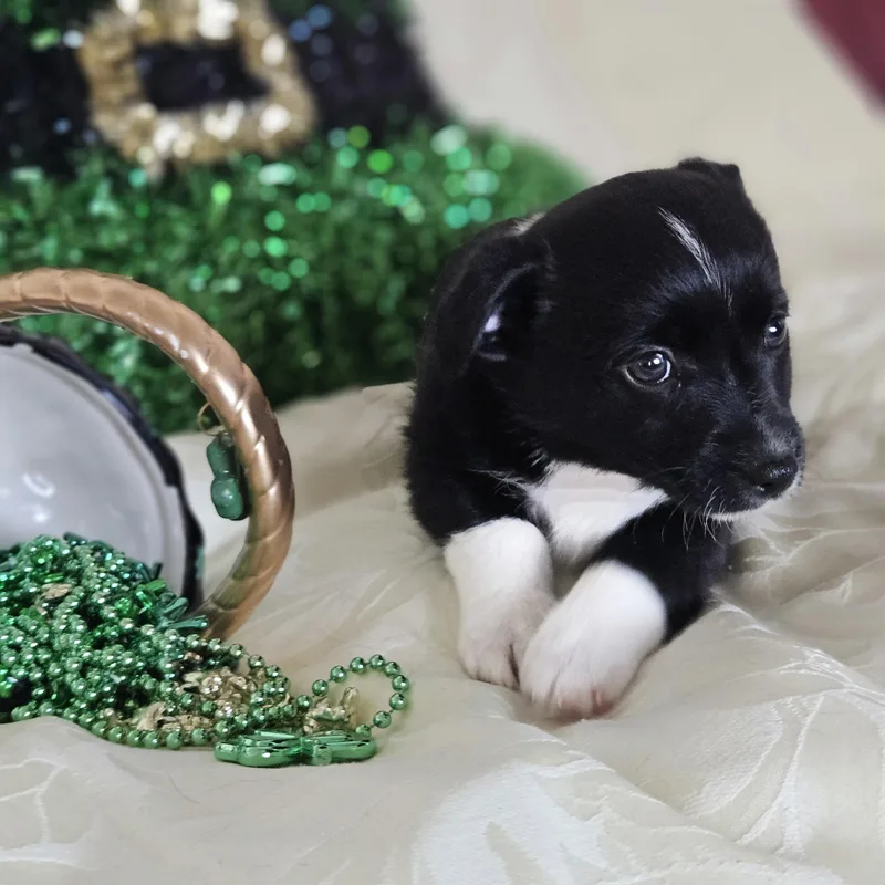 Honeybee Litter Rosa  thumbnail 5