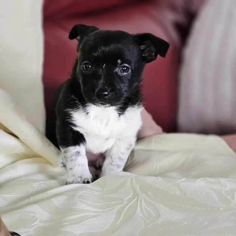 Honeybee Litter Rosa  thumbnail 6