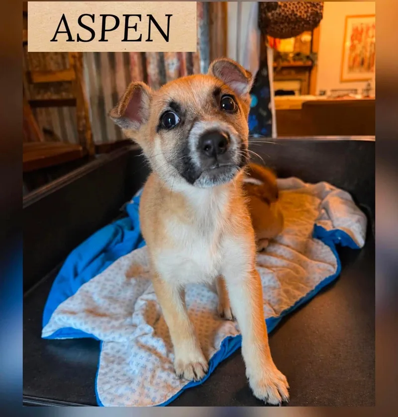 A baby medium-sized male German Shepherd Dog dog named Aspen for adoption in Holbrook, NY