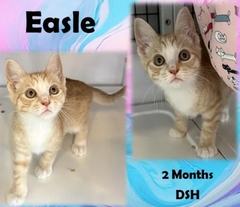 A young medium-sized male Orange & White Domestic Short Hair cat named Easle for adoption in Franklin, IN