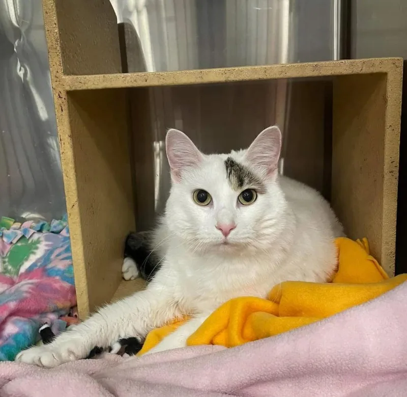An adult medium-sized female Gray & White Domestic Medium Hair cat named Morning Glory for adoption in O'Fallon, MO