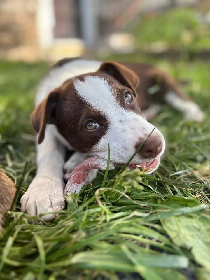 A baby large-sized male Australian Shepherd dog named Orion for adoption in Berlin, NJ