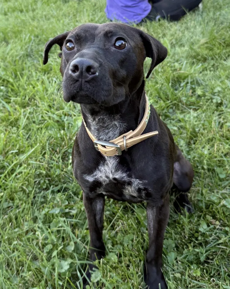 A young medium-sized female Black Mixed Breed dog named Mocha for adoption in Belleville, IL