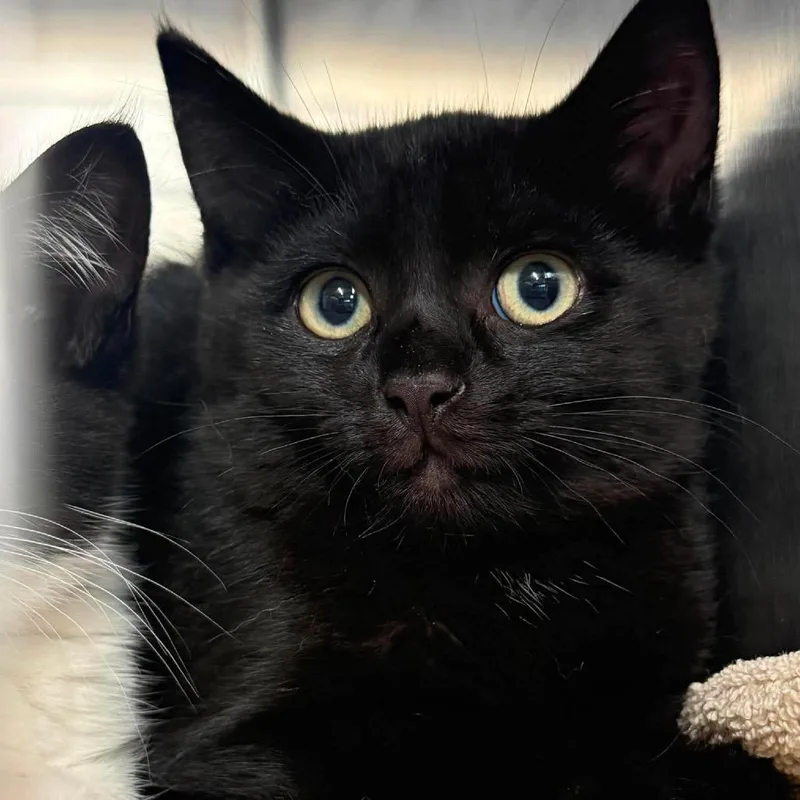 A baby small-sized male Black Domestic Short Hair cat named Owen for adoption in Harrisville, WV