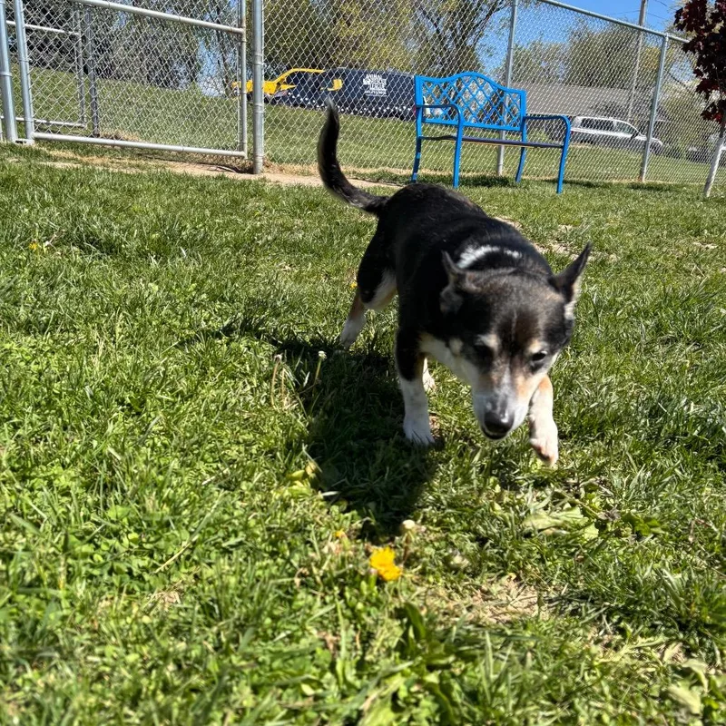 An adult small-sized male Black Cardigan Welsh Corgi dog named Kingston for adoption in Marshalltown, IA