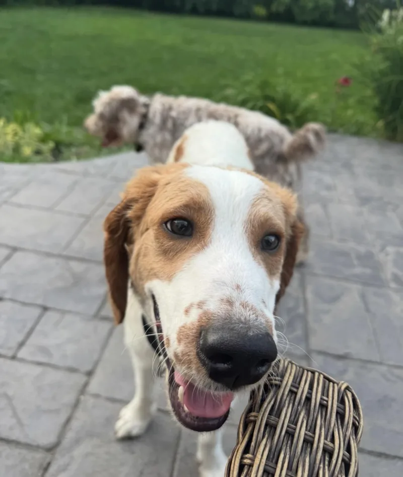 A young large-sized male White / Cream Bernedoodle dog named Fritz William for adoption in Akron, NY
