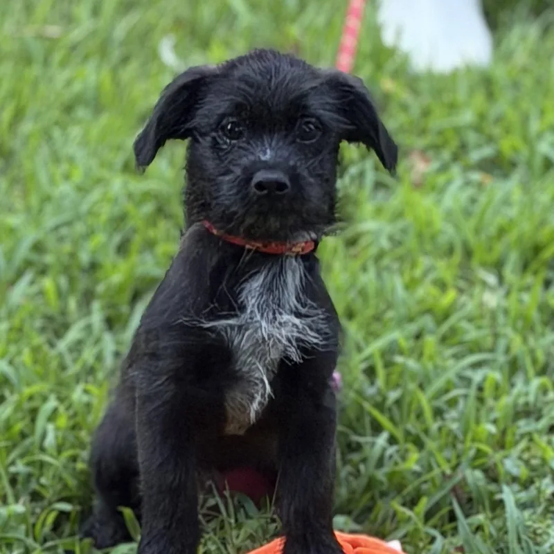 A baby medium-sized male Labrador Retriever dog named Zambo for adoption in Locust Fork, AL