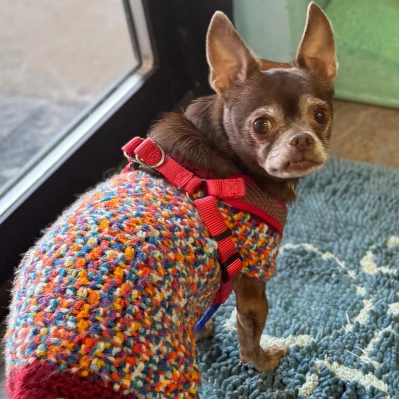 Swiss Miss thumbnail 3