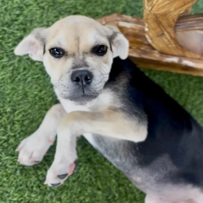 A baby small-sized female Black Mixed Breed dog named Black Bean for adoption in LOXAHATCHEE, FL