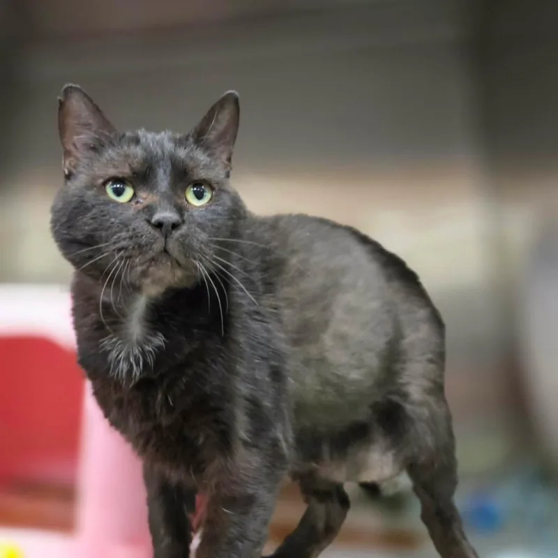 A senior large-sized male Black Domestic Short Hair cat named Stitch for adoption in Hinsdale, IL