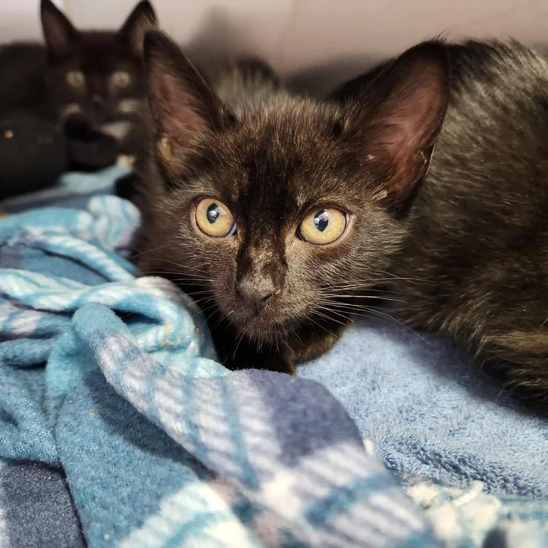 A baby small-sized female Black Domestic Short Hair cat named Owl for adoption in Naples, FL