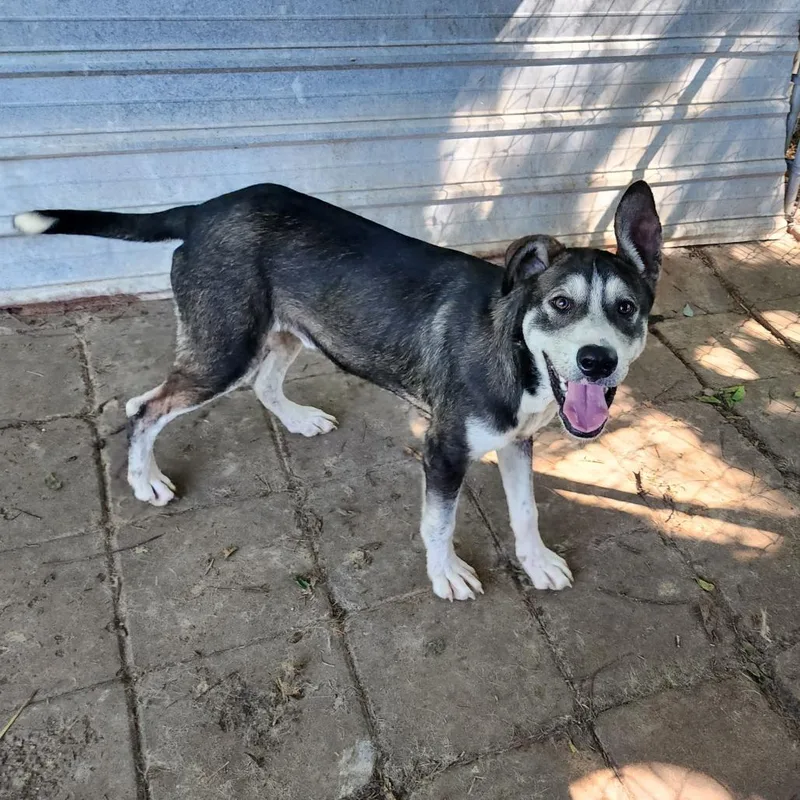 A young medium-sized male Black Husky dog named Brad for adoption in Boaz, AL