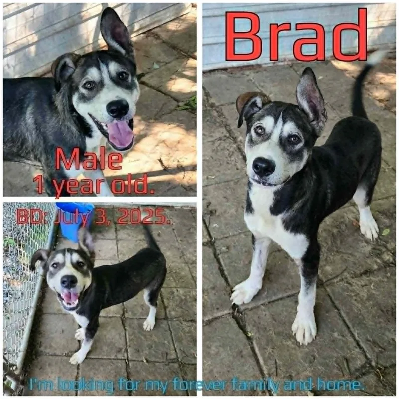 Brad thumbnail 4
