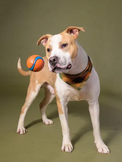 An adult large-sized male Pit Bull Terrier dog named Happy Guy for adoption in Atlanta, GA