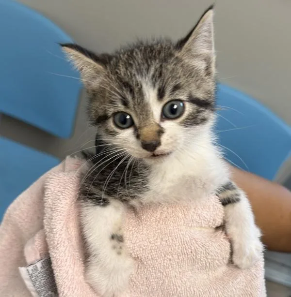 A baby small-sized male Domestic Short Hair cat named Chili for adoption in Escondido, CA